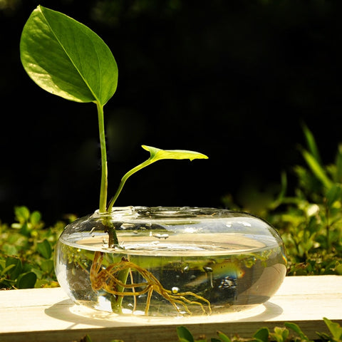 Terrarium Glass Vase