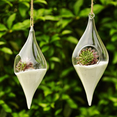 Terrarium Hydroponic Glass Vase