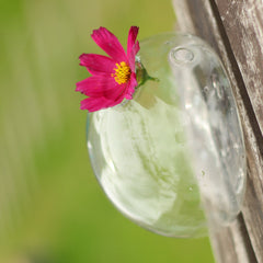 Wall Hanging Glass Flower Vase