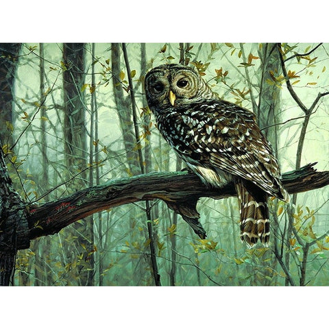 Owl Animals Acrylic Picture