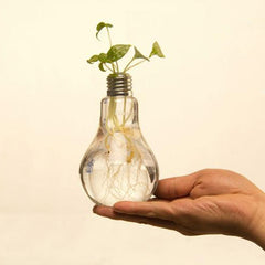 Transparent Light Bulb Glass Vase